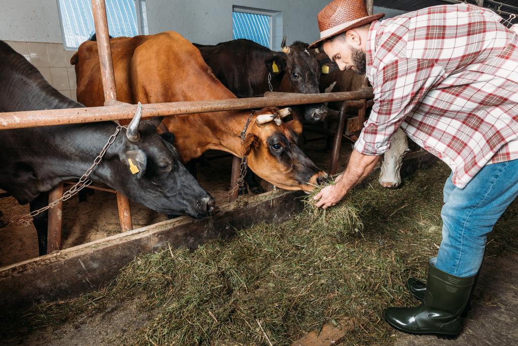 agriculteur mâle nourrissant les vaches
 - Photo, image