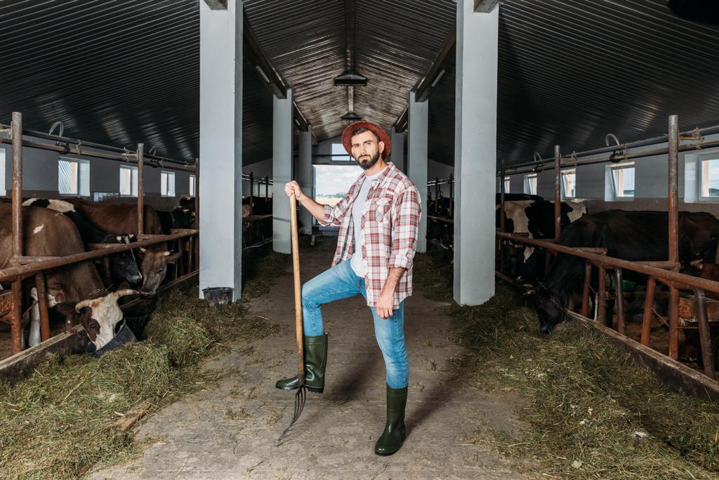 man met pitchfork voeding van koeien  - Foto, afbeelding