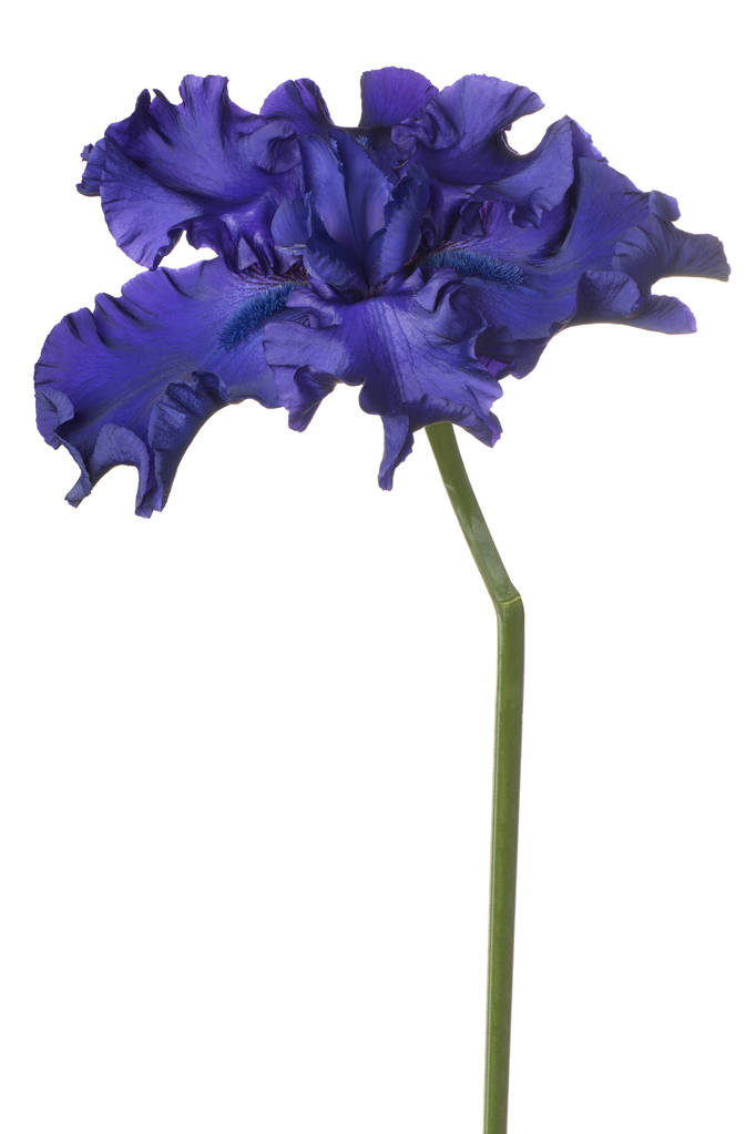 izole iris çiçeği - Fotoğraf, Görsel