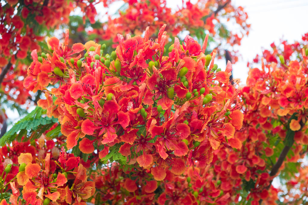 Caesalpinia pulcherrima flor de árbol de la llama. - Foto, Imagen