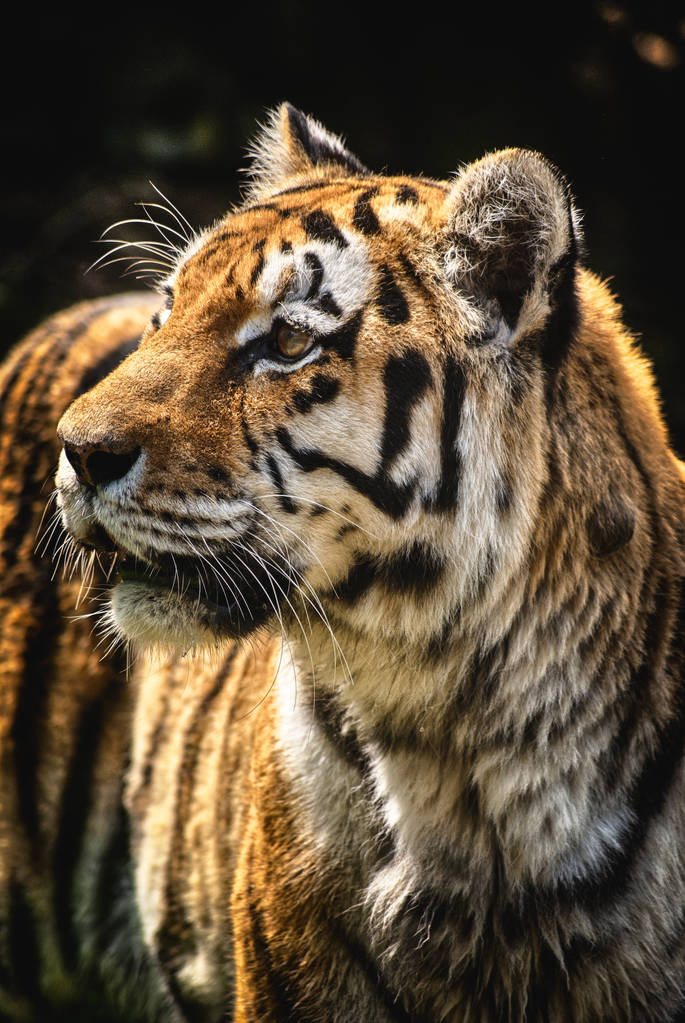 Tiger portrét naštvaný dravec hodinky na lovec divoké přírody - Fotografie, Obrázek