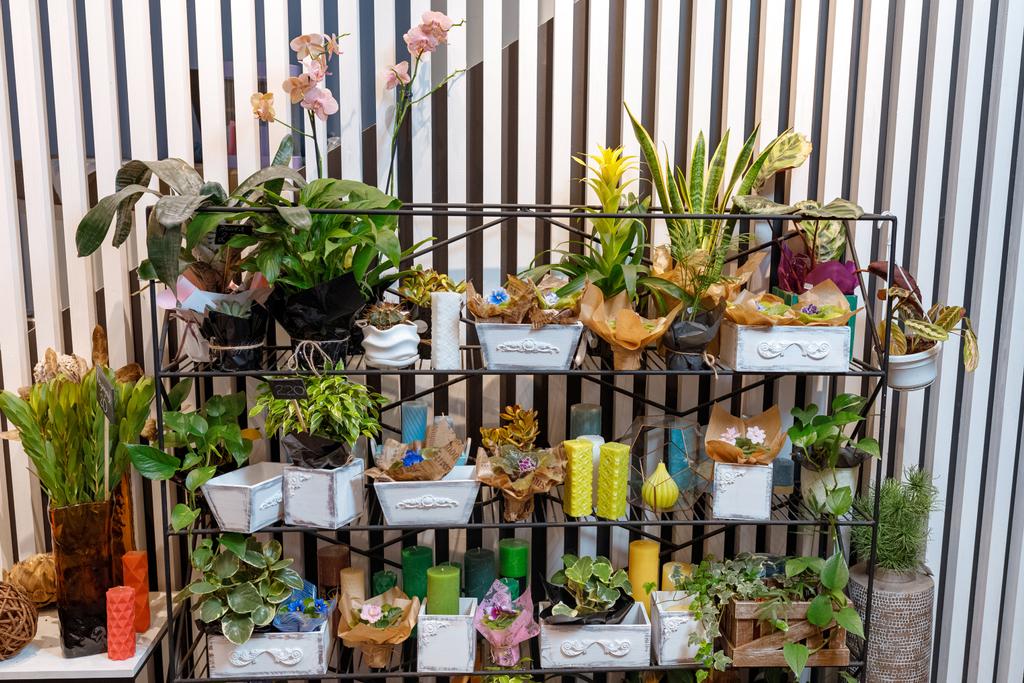 fresh plants in flower shop - Photo, Image