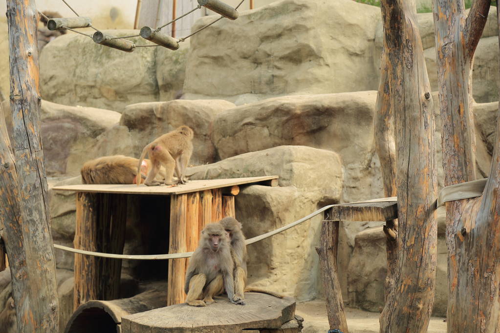 Mono en el Zoológico de Varsovia, Polonia
 - Foto, Imagen