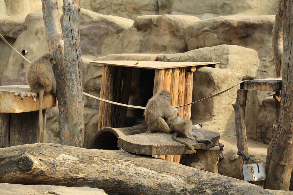 Варшава, Польща-3 серпня 2017: мавпа у Варшаві зоопарк, Польща - Фото, зображення