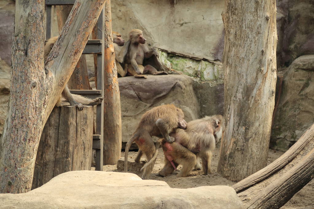 Varsó, Lengyelország - augusztus 3, 2017: Majmok a Varsói állatkert - Fotó, kép