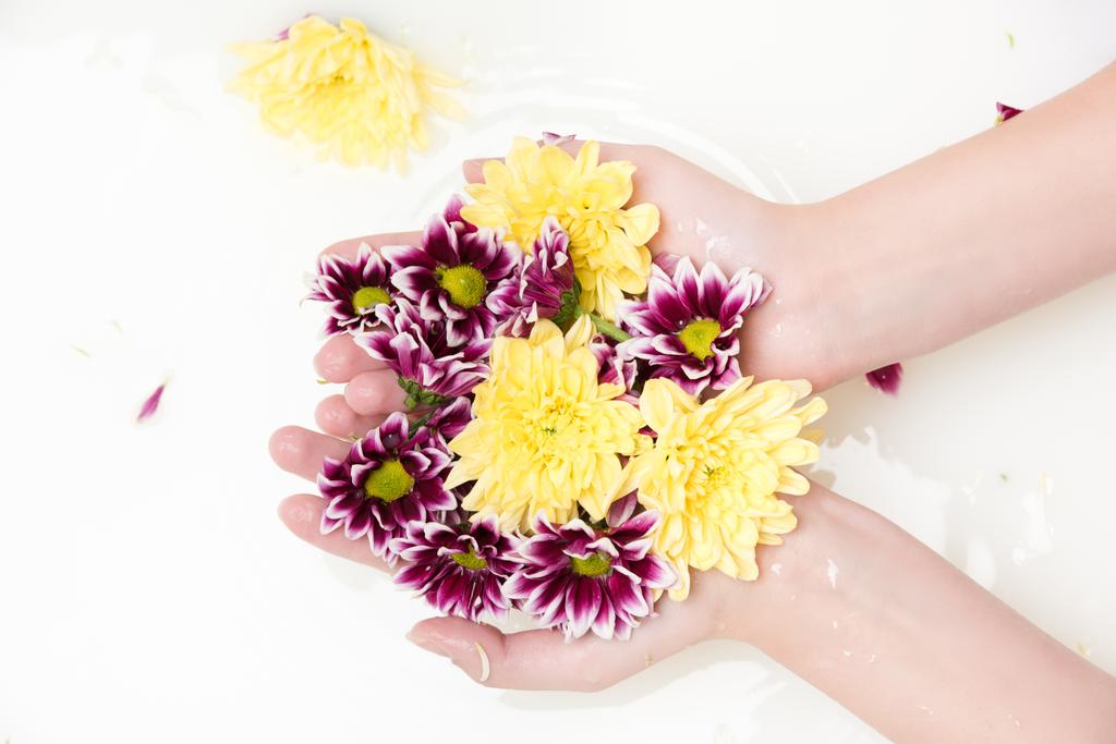 chrysanthemum flowers - Photo, Image