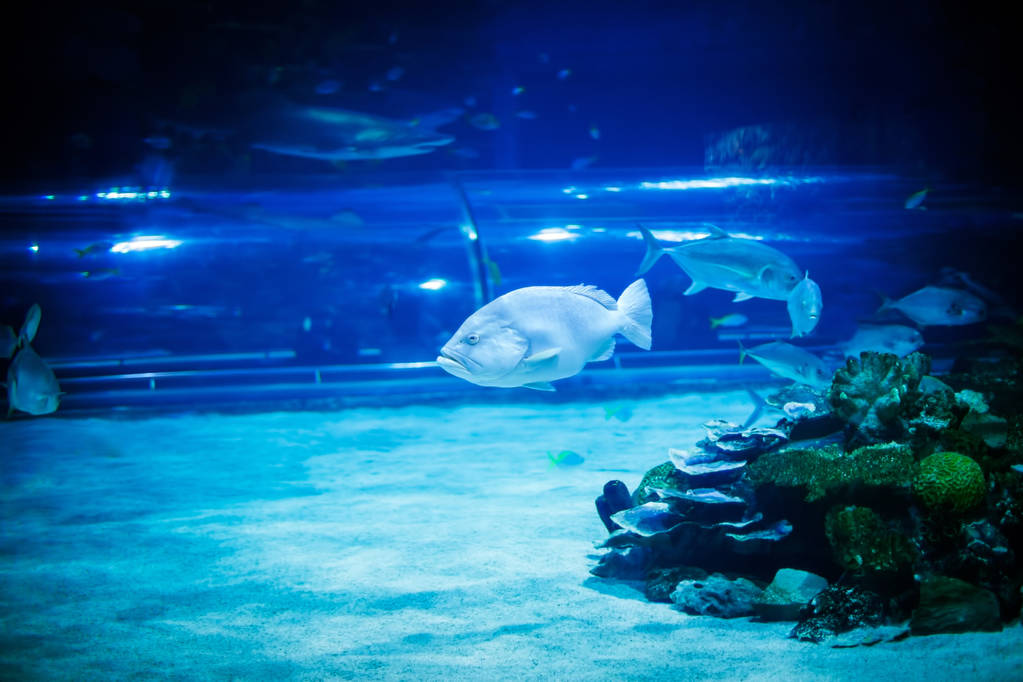Рыба плавает в аквариуме - Фото, изображение