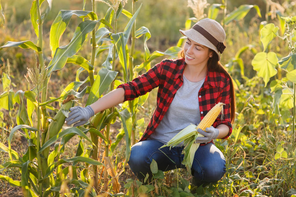 mulher feliz jardineiro com espiga de milho
 - Foto, Imagem