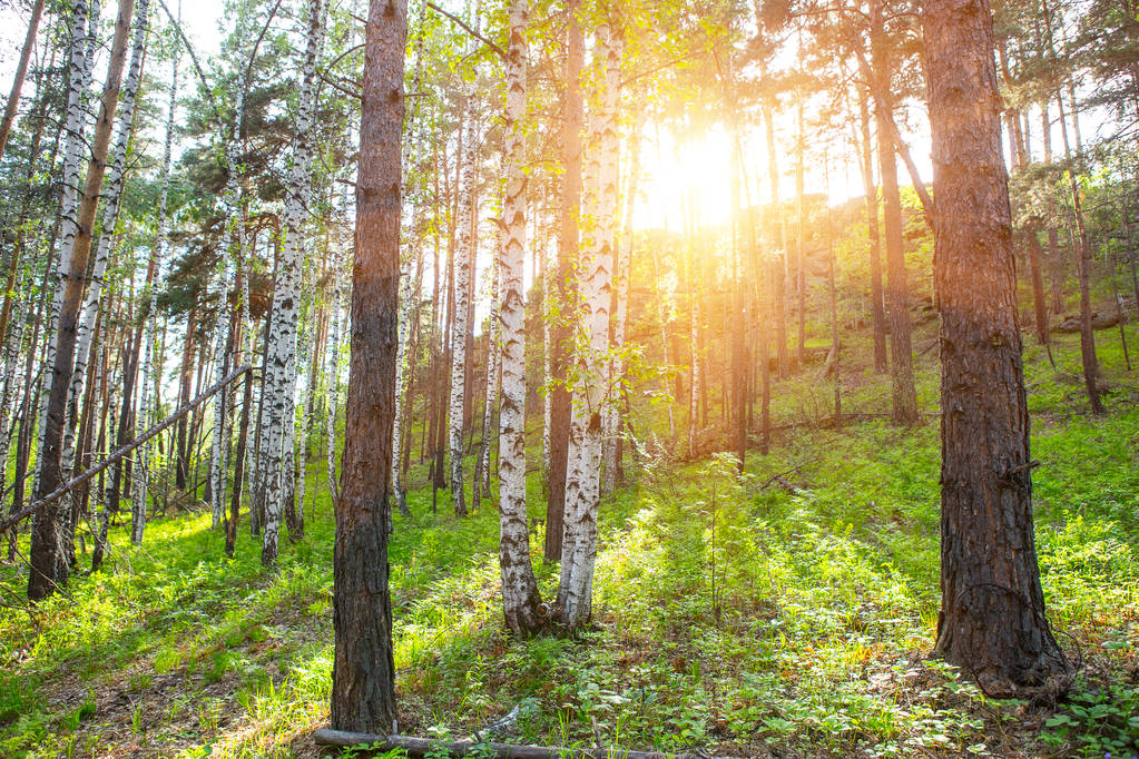 Güneşin yaz orman - Fotoğraf, Görsel