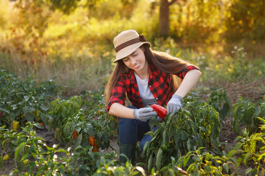 giardiniere donna con peperone
 - Foto, immagini