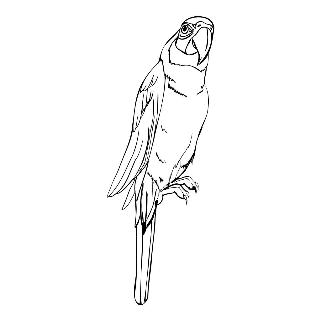parrot bird, vector, illustration - Vector, Image