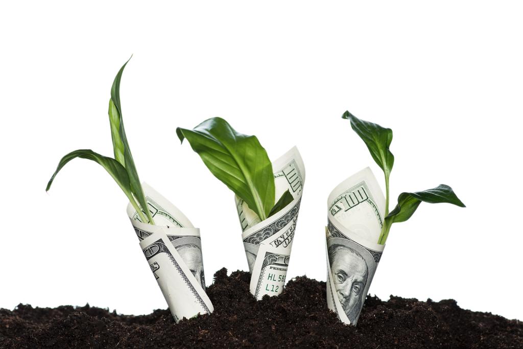 Doları banknot ile kaplı bitkiler - Fotoğraf, Görsel