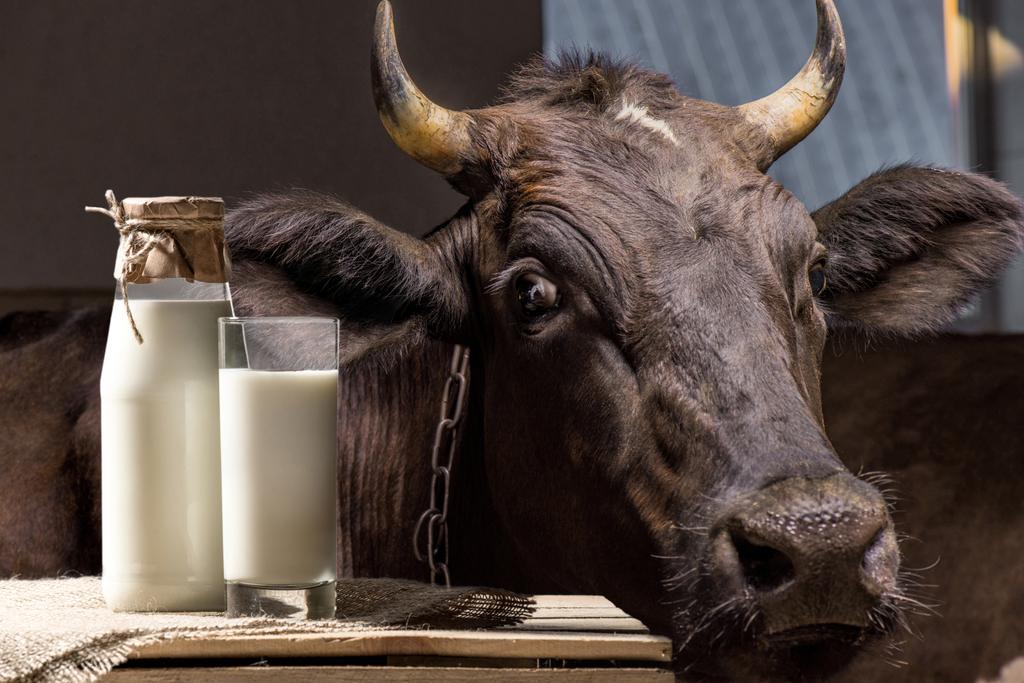 vaca y leche en vaso
 - Foto, Imagen