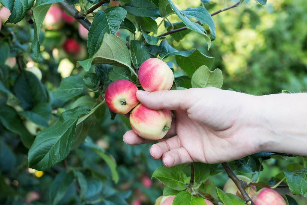 Nainen käsin poimien punainen kypsä omena omenapuusta
 - Valokuva, kuva