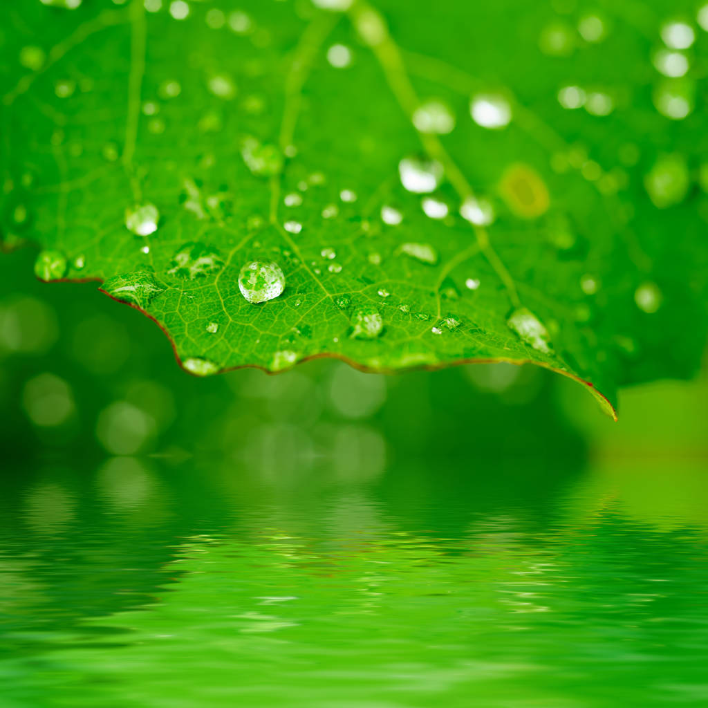 yeşil yaprak çiy ile - Fotoğraf, Görsel
