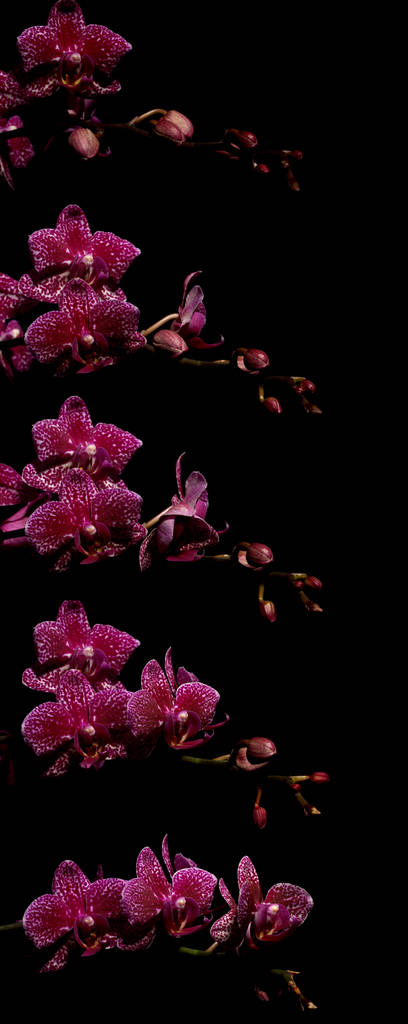 Różowy ćma Orchidea serii ujęć poklatkowych - Zdjęcie, obraz