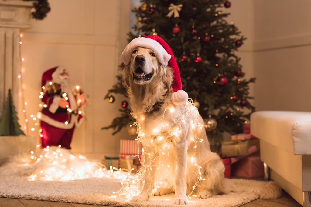 Perro en sombrero de Santa
  - Foto, imagen