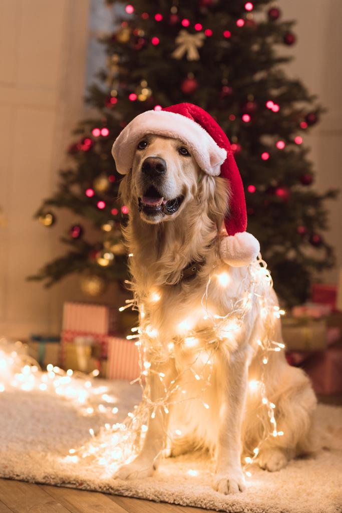 pies w santa hat  - Zdjęcie, obraz