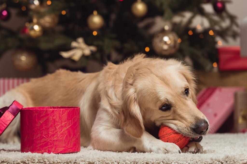 クリスマスイブの日にゴールデン ・ レトリーバー犬 - 写真・画像