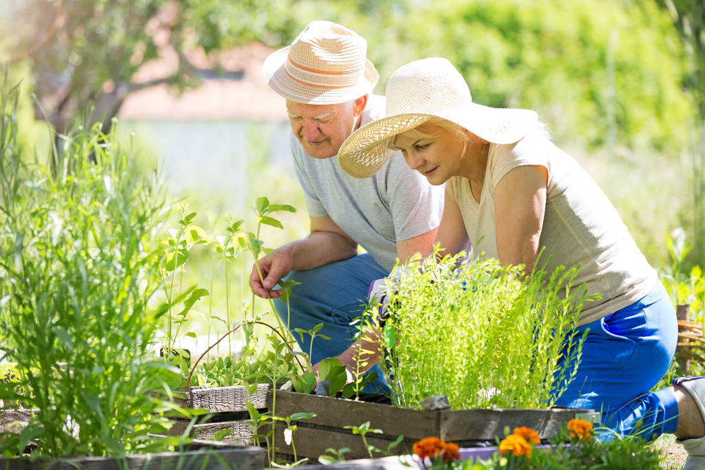 Jardinagem de casal sênior
 - Foto, Imagem