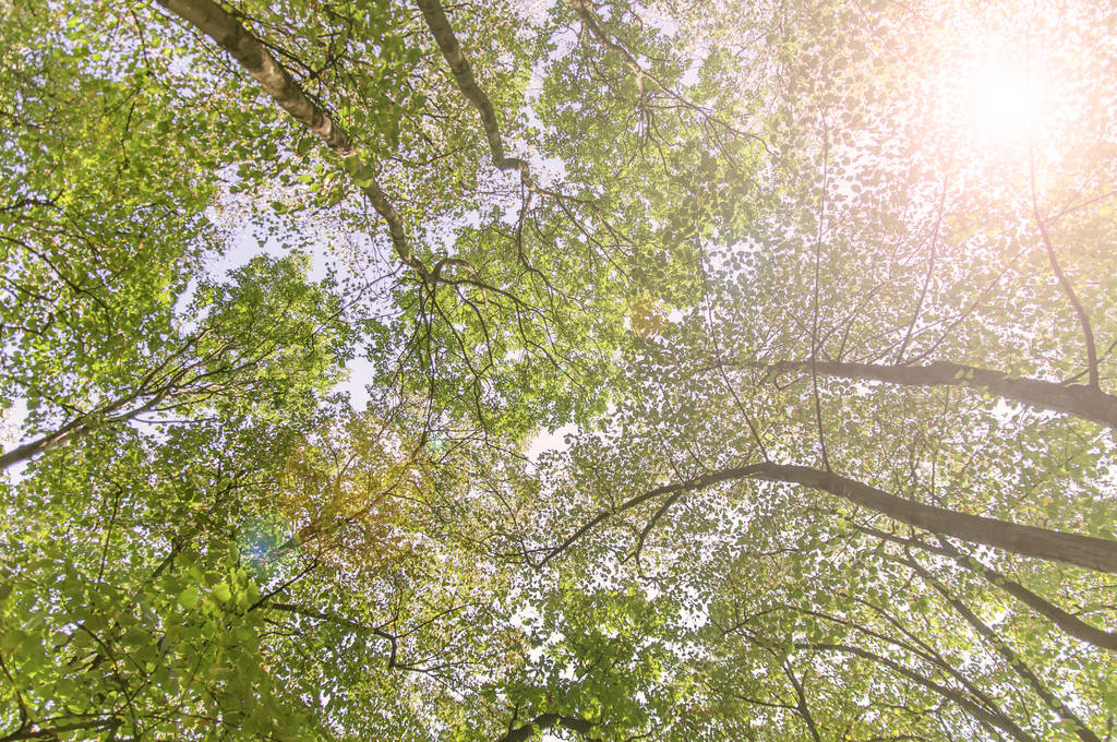 Forest bottom view and lens flare green tree natural outdoor par - Photo, Image