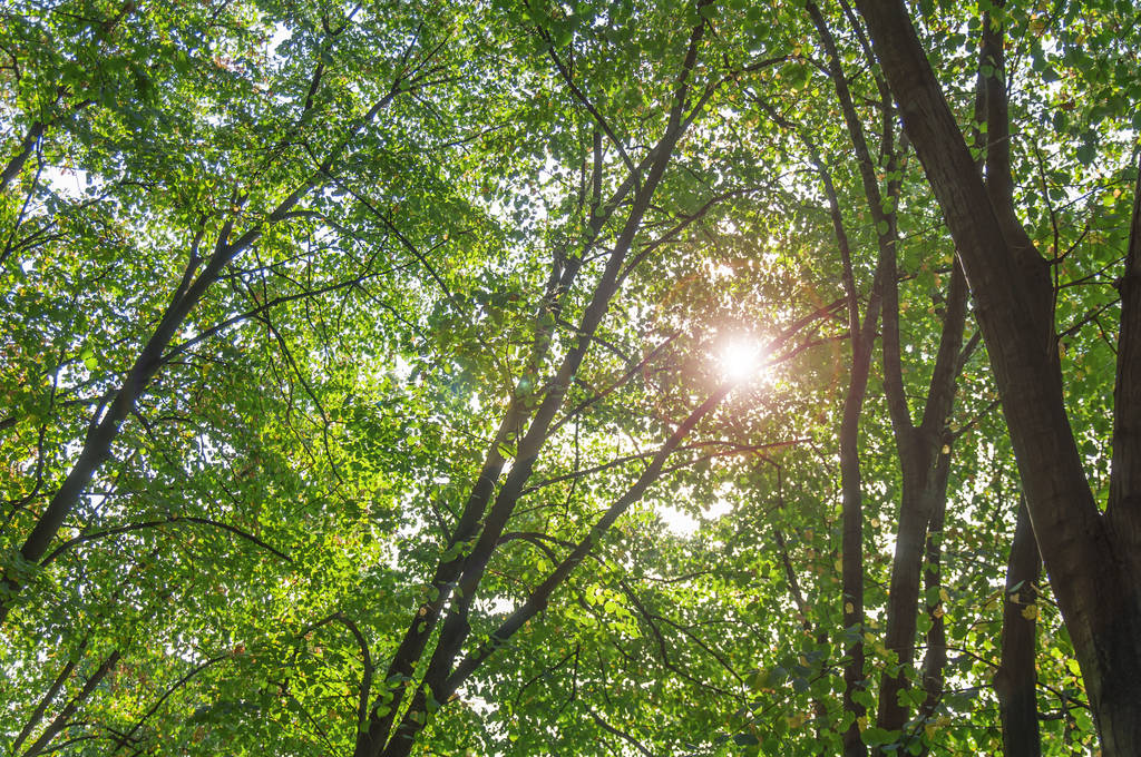 Green forest tree and brunch with lens flare on sunny day backgr - Photo, Image