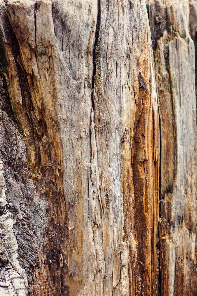 Tekstuuri vanha puu, vuotuinen kasvu rengas
 - Valokuva, kuva