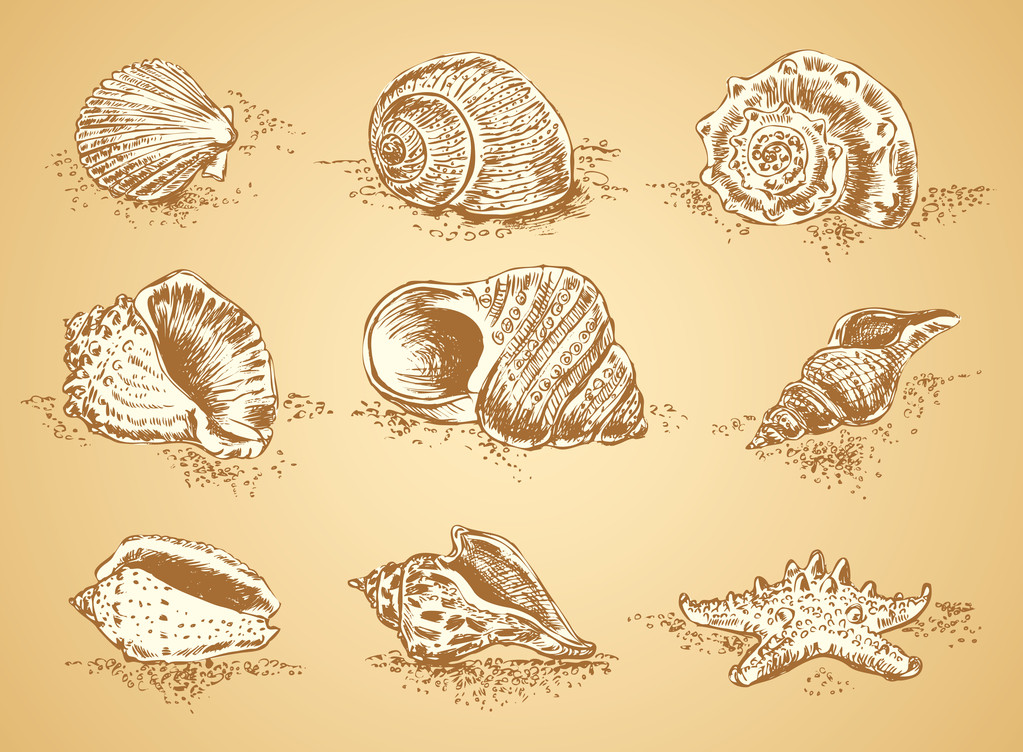 Collection seashell - Vector, Image