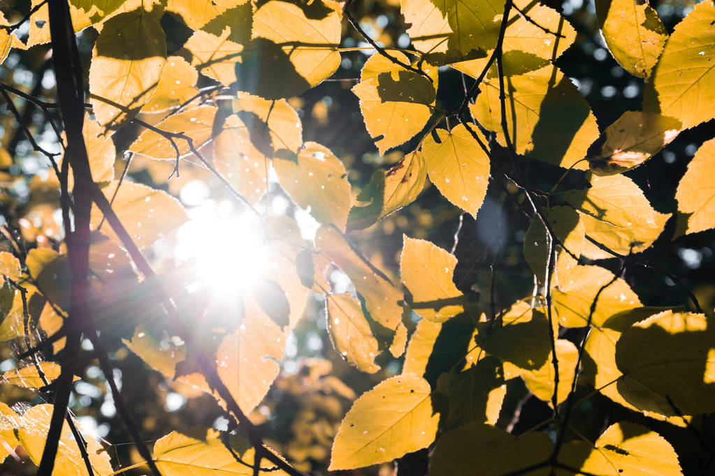 Les feuilles sur les branches d'un arbre illuminé par le soleil contre le ciel
. - Photo, image