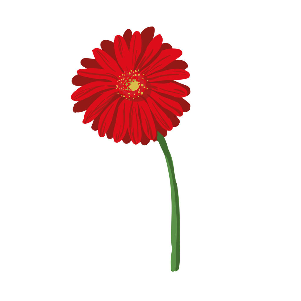 Red flower on white background. Natural elegance illustration design with blooming gerbera - Vector, Image