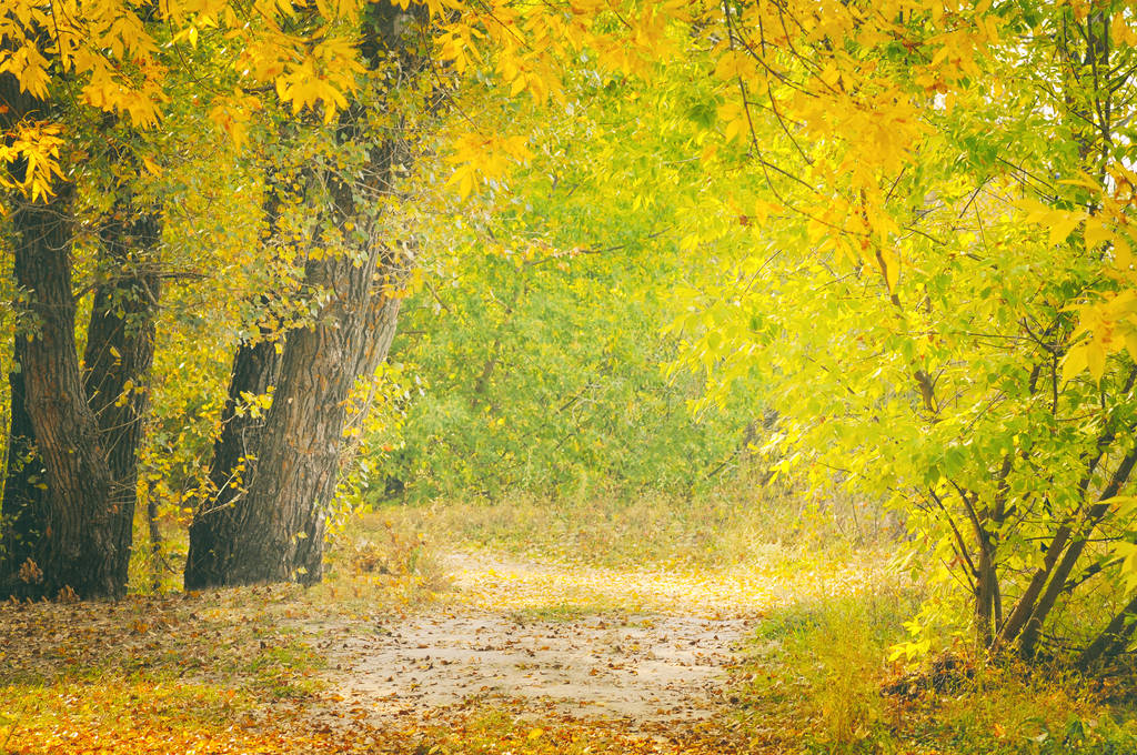 Hermoso paisaje del bosque de otoño, camino en el bosque
 - Foto, Imagen
