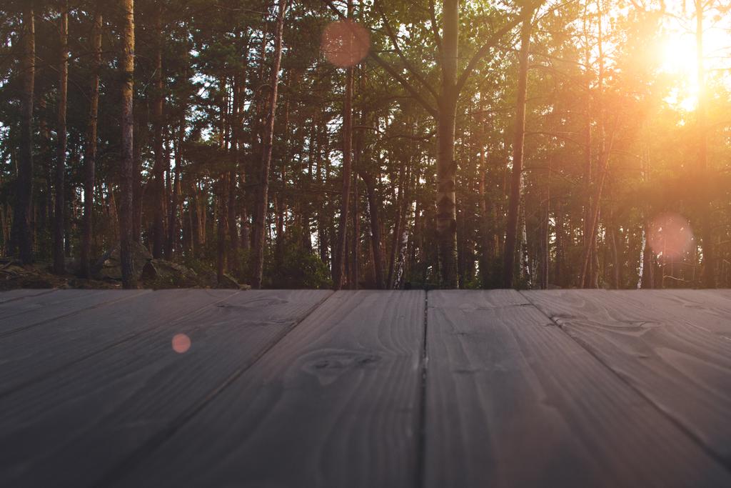 Летний лес на закате - Фото, изображение