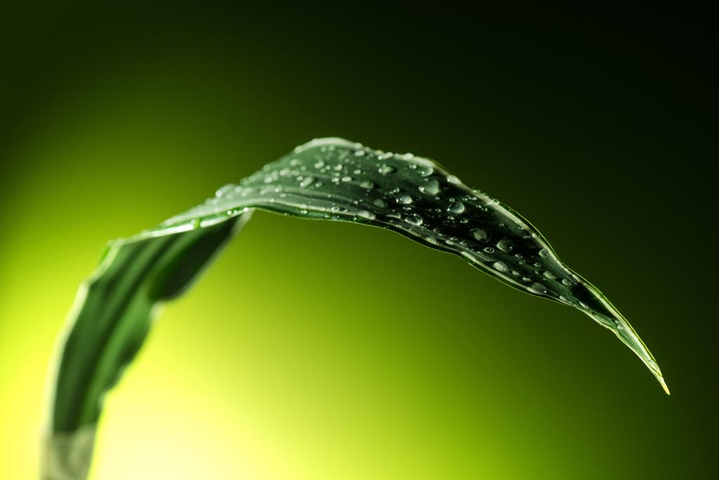 Лист растений с капельками воды
 - Фото, изображение