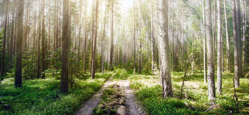 Lesní cesta venkovní krajina - Fotografie, Obrázek