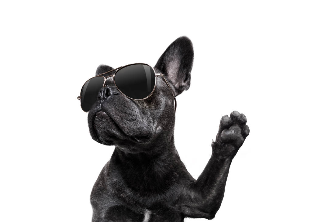 θέτοντας σκύλος με γυαλιά ηλίου υψηλό πέντε - Φωτογραφία, εικόνα