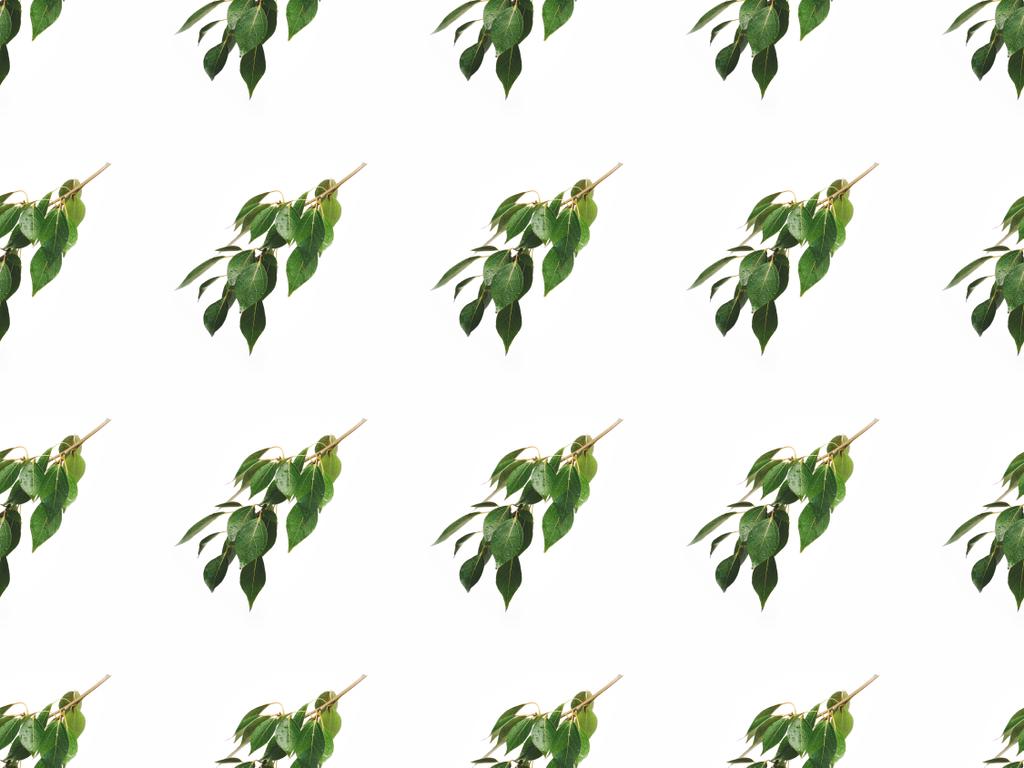 ramas con hojas verdes - Foto, Imagen
