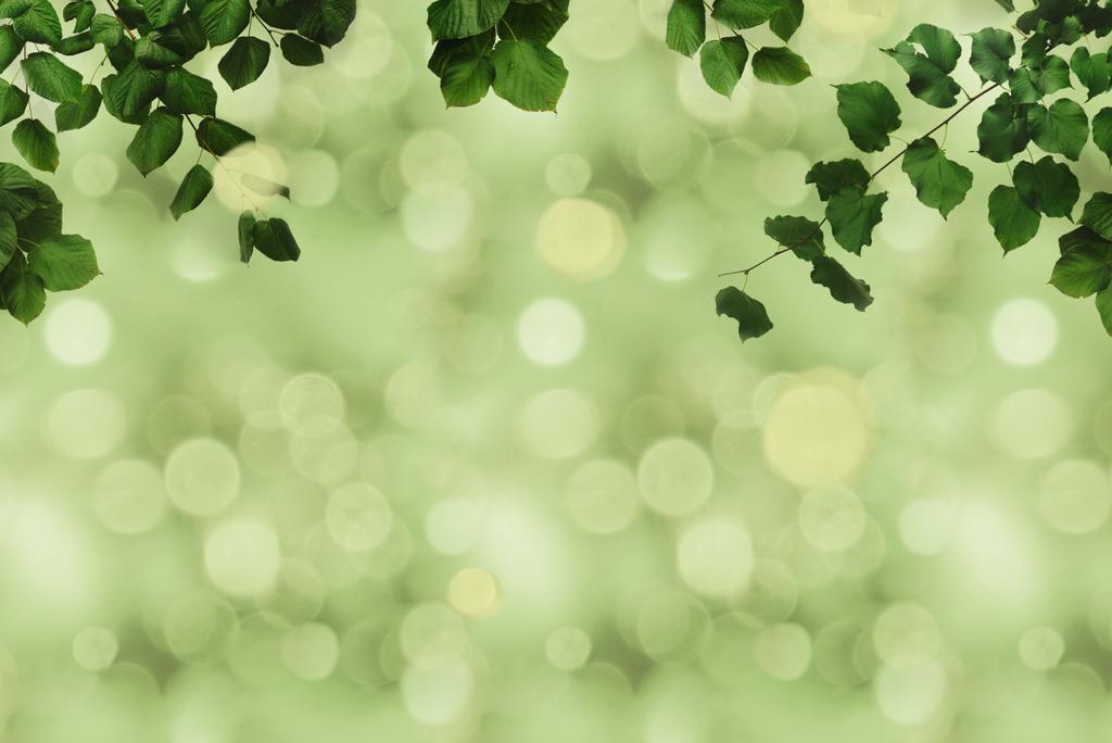 зелене листя і боке
 - Фото, зображення