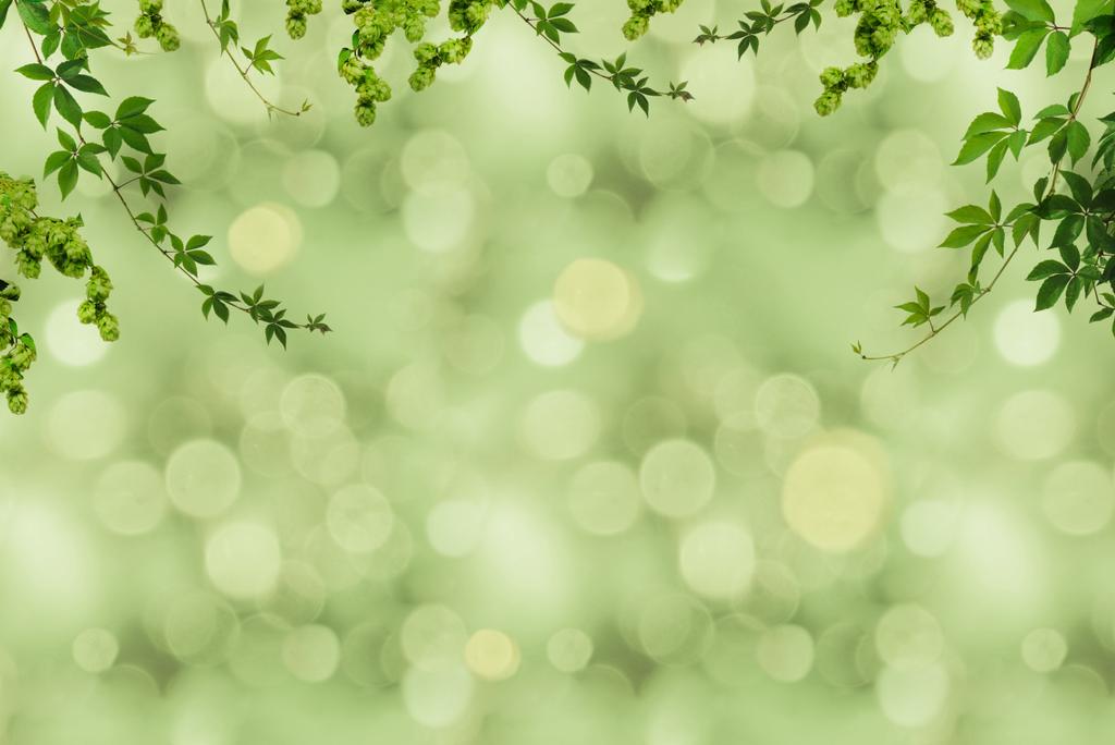 зеленая листва и расплывчатый фон
 - Фото, изображение