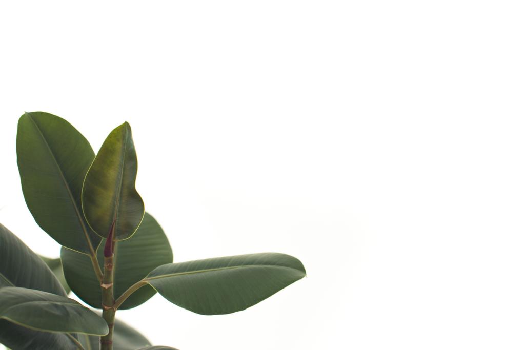 Vihreä Ficus lehdet
 - Valokuva, kuva