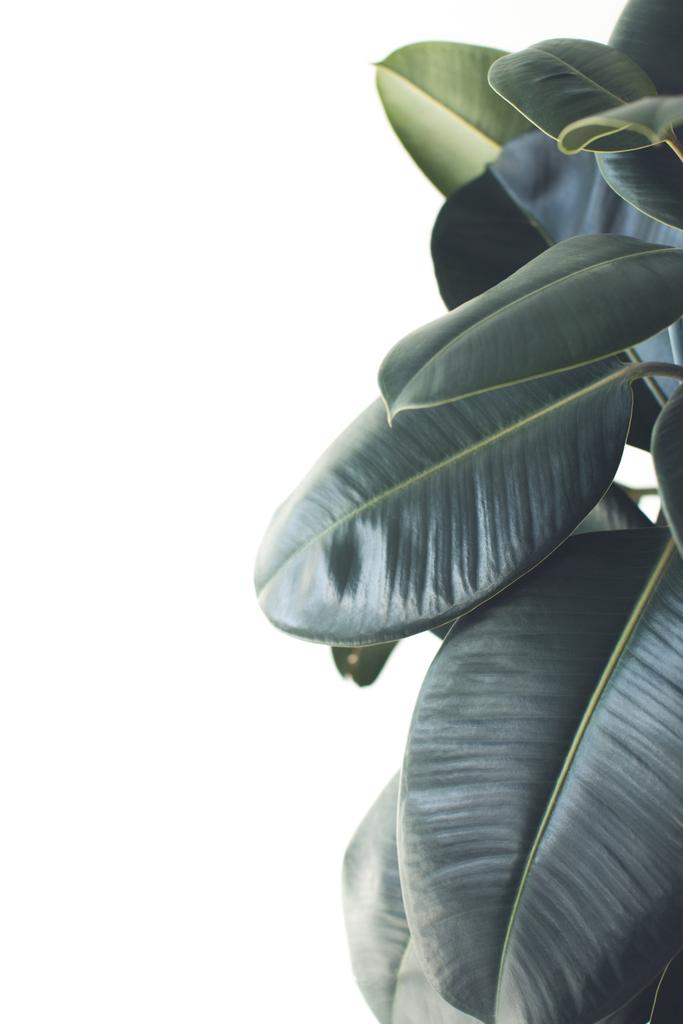 planta de ficus verde
 - Foto, imagen