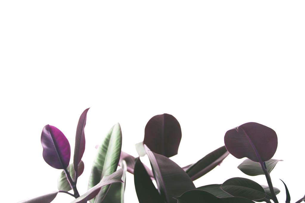sfondo con pianta ficus
 - Foto, immagini