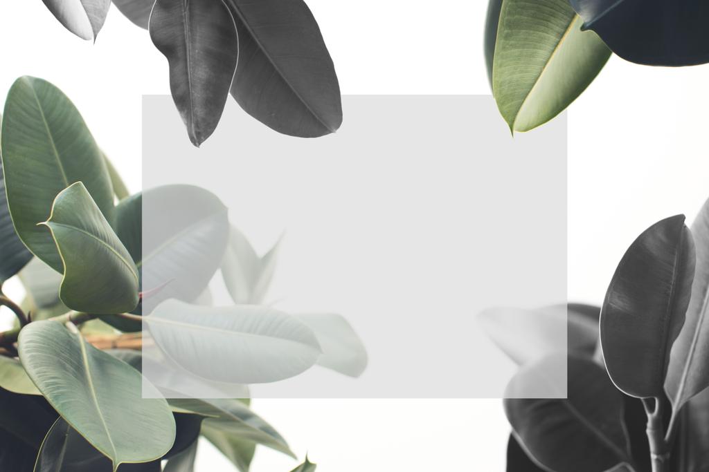ficus planta con tarjeta en blanco
 - Foto, Imagen