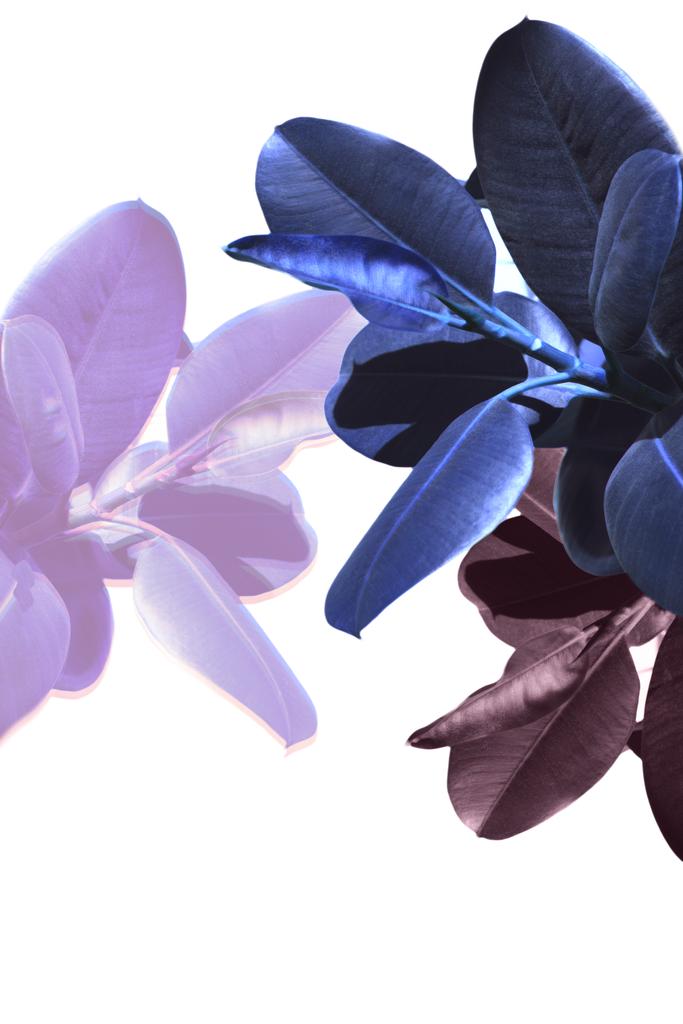 mavi ve mor bitkiler - Fotoğraf, Görsel