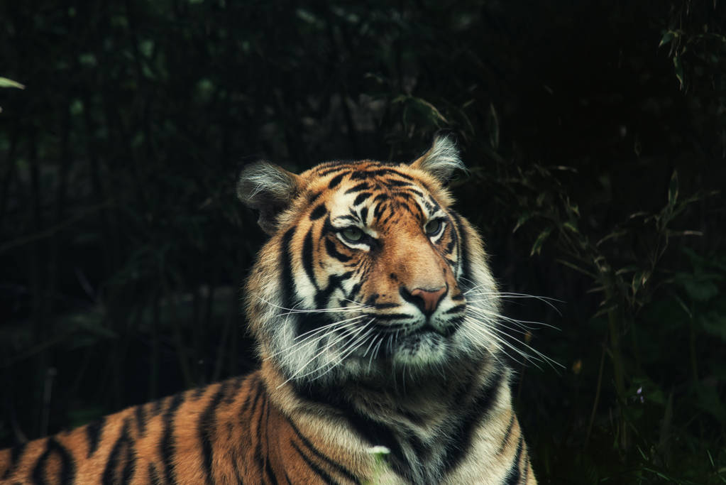 close up em tigre Panthera tigris sumatrae na grama
 - Foto, Imagem