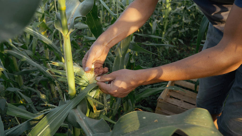 Młody rolnik sprawdzanie postępu wzrostu kolby kukurydzy na polu gospodarstwo ekologiczne. - Zdjęcie, obraz