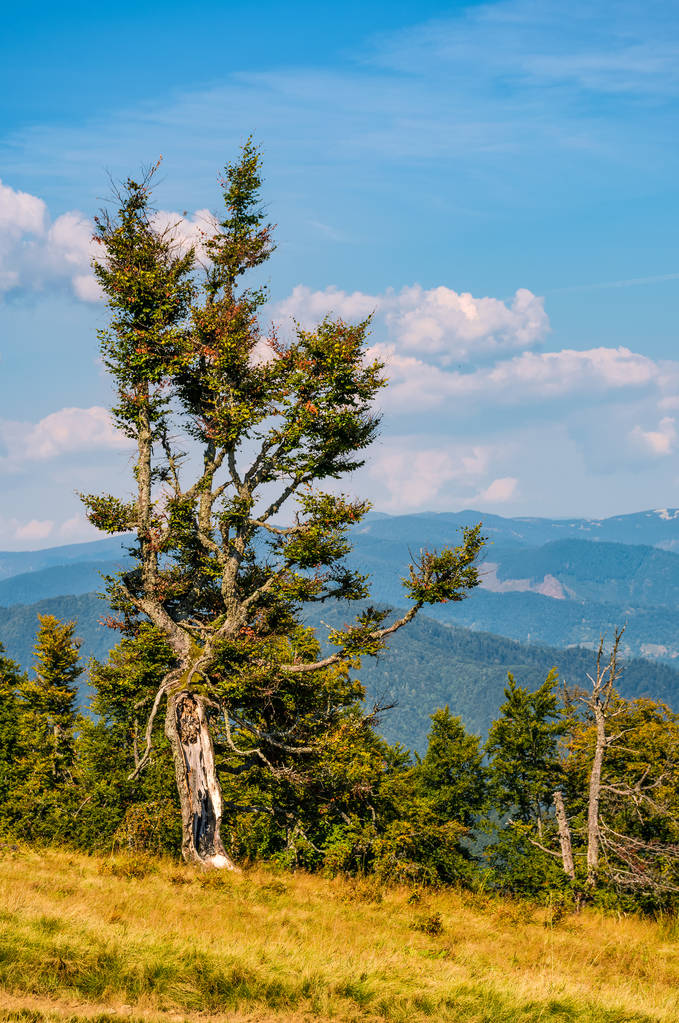 дивне дерево на схилі пагорба
 - Фото, зображення