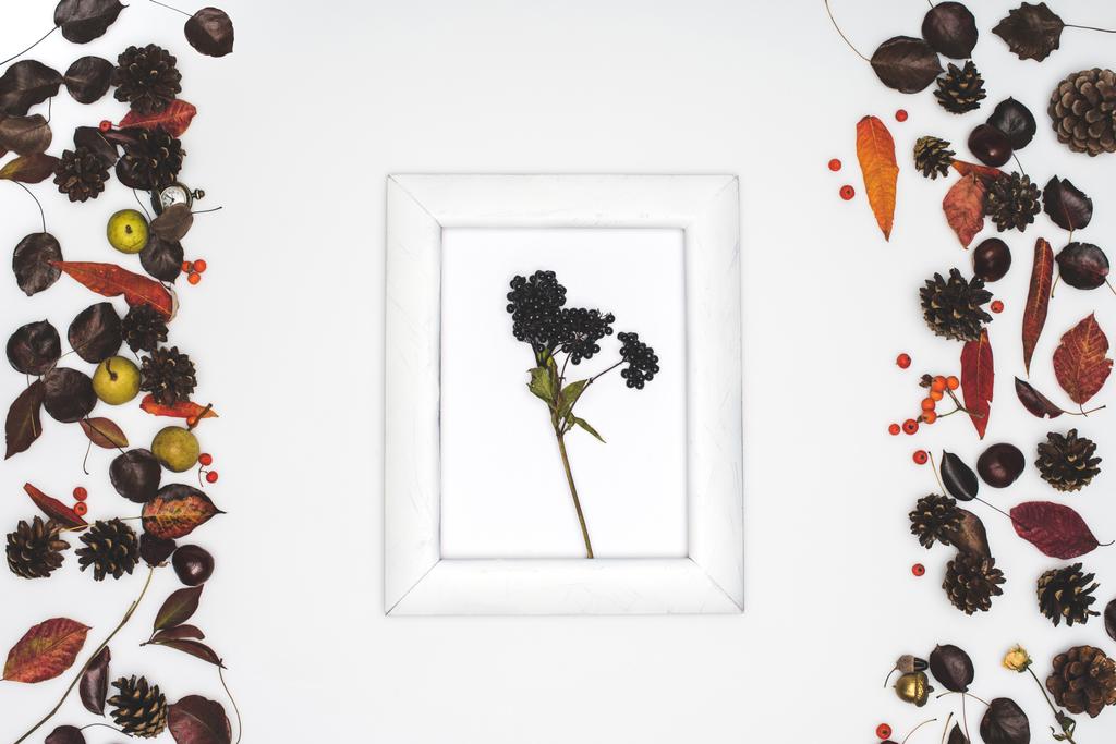 black rowan berries in frame - Photo, Image