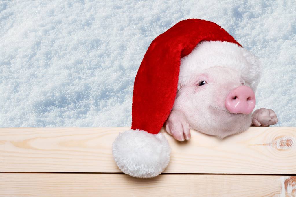 cute piglet in santa hat - Photo, Image