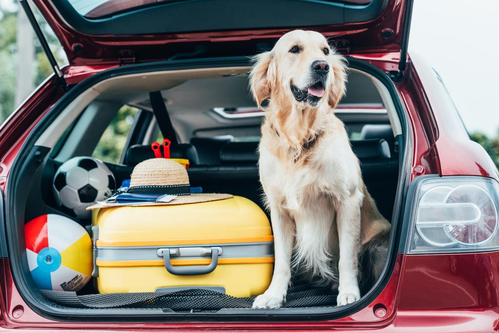 hond zittend in de auto kofferbak met Bagage - Foto, afbeelding