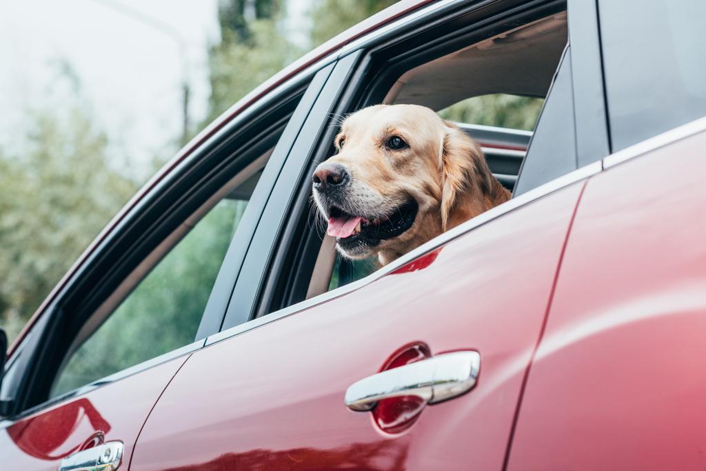 pies patrząc z okna samochodu - Zdjęcie, obraz